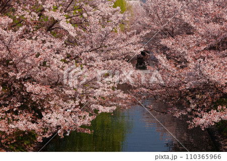 京都伏見の桜並木 110365966