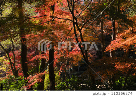 紅葉に包まれた東高根森林公園 紅葉に包まれた東高根森林公園 110366274