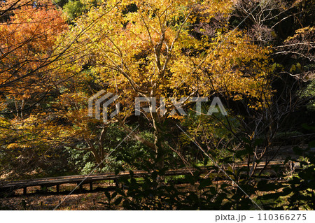 紅葉に包まれた東高根森林公園 紅葉に包まれた東高根森林公園 110366275