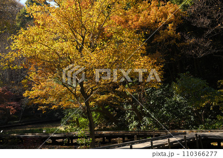紅葉に包まれた東高根森林公園 紅葉に包まれた東高根森林公園 110366277