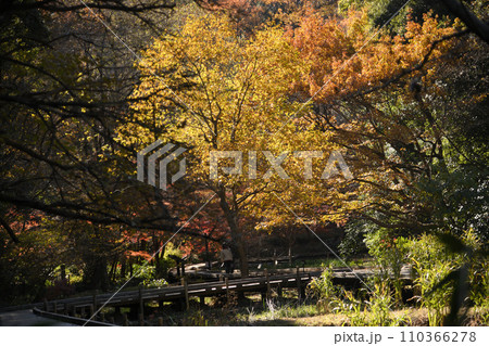 紅葉に包まれた東高根森林公園 110366278