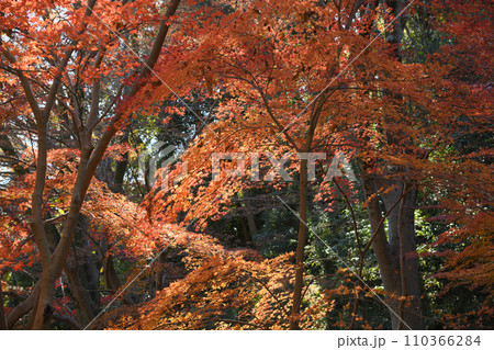 紅葉に包まれた東高根森林公園 紅葉に包まれた東高根森林公園 110366284