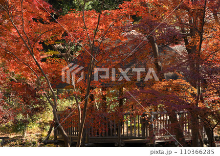 紅葉に包まれた東高根森林公園 110366285