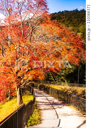 【京都風景】山科疎水　晩秋の紅葉が彩る水路沿いの散歩道 110366371