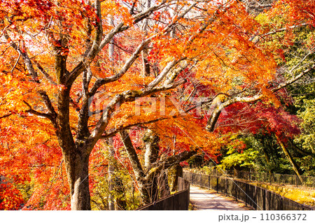 【京都風景】山科疎水　晩秋の紅葉が彩る水路沿いの散歩道 110366372