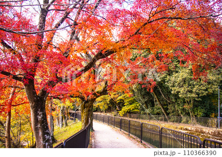 【京都風景】山科疎水　晩秋の紅葉が彩る水路沿いの散歩道 110366390