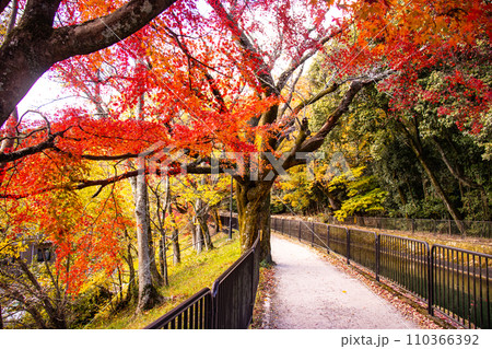 【京都風景】山科疎水　晩秋の紅葉が彩る水路沿いの散歩道 110366392