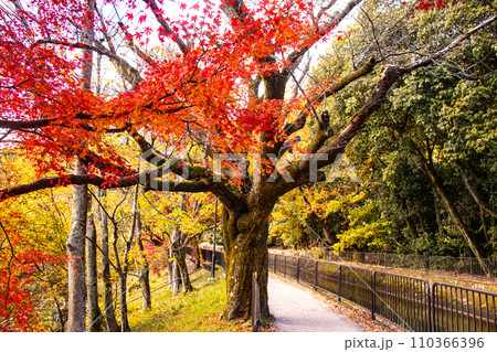 【京都風景】山科疎水　晩秋の紅葉が彩る水路沿いの散歩道 110366396