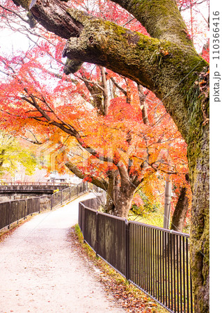 【京都風景】山科疎水 晩秋の紅葉が彩る水路沿いの散歩道 【京都風景】山科疎水 晩秋の紅葉が彩る水路沿いの散歩道 110366416