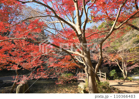 紅葉に包まれた東高根森林公園 紅葉に包まれた東高根森林公園 110366483