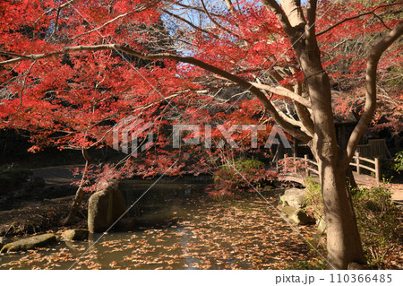 紅葉に包まれた東高根森林公園 110366485