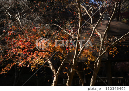 紅葉に包まれた東高根森林公園 110366492