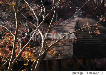 紅葉に包まれた東高根森林公園 紅葉に包まれた東高根森林公園 110366493