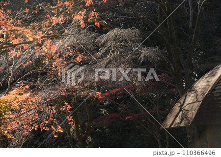 紅葉に包まれた東高根森林公園 紅葉に包まれた東高根森林公園 110366496