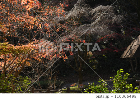 紅葉に包まれた東高根森林公園 110366498