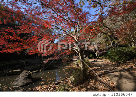紅葉に包まれた東高根森林公園 紅葉に包まれた東高根森林公園 110366647