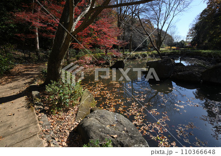紅葉に包まれた東高根森林公園 紅葉に包まれた東高根森林公園 110366648