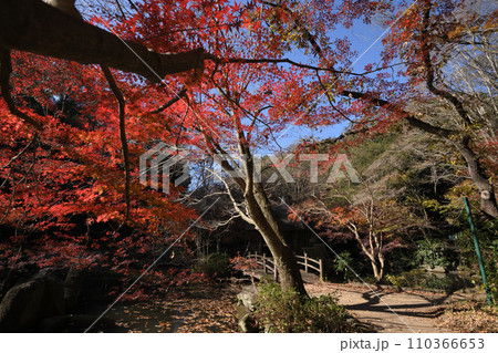 紅葉に包まれた東高根森林公園 110366653