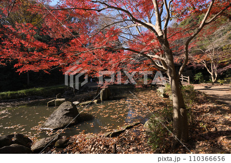 紅葉に包まれた東高根森林公園 110366656