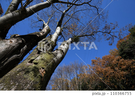 紅葉に包まれた東高根森林公園 110366755