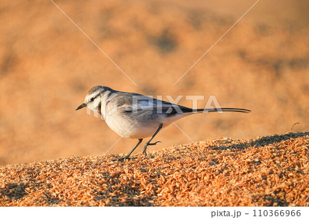 ハクセキレイ ハクセキレイ 110366966