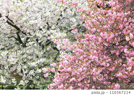 満開の桜寒山と太白 110367214