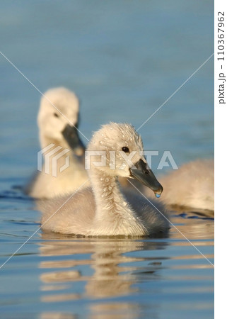 Adorable mute swan baby on the water Adorable mute swan baby on the water 110367962