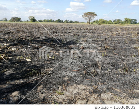 サトウキビ収穫後の焼畑（フィリピン） 110368035