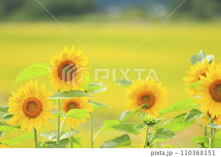 北海道倶知安町八幡の向日葵 北海道倶知安町八幡の向日葵 110368151