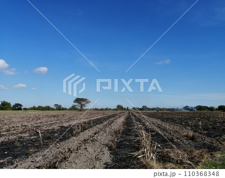 サトウキビ収穫後の焼畑(フィリピン) サトウキビ収穫後の焼畑(フィリピン) 110368348