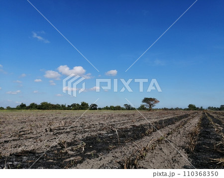サトウキビ収穫後の焼畑（フィリピン） 110368350