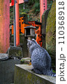 京都 伏見稲荷大社に暮らす可愛らしい後ろ姿の野良猫 110368918