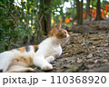 京都 伏見稲荷大社の森でリラックスする可愛らしい三毛猫 110368920