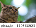 木漏れ日の美しい日本の森に暮らす可愛らしい野良猫 110368923