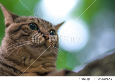 木漏れ日の美しい日本の森に暮らす可愛らしい野良猫 110368923