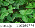 Green leaves of garden strawberry for background 110369776