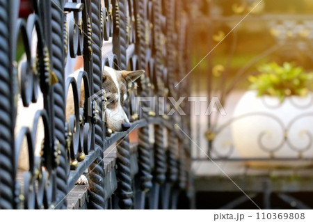 A white dog with brown spots is sticking its snout 110369808