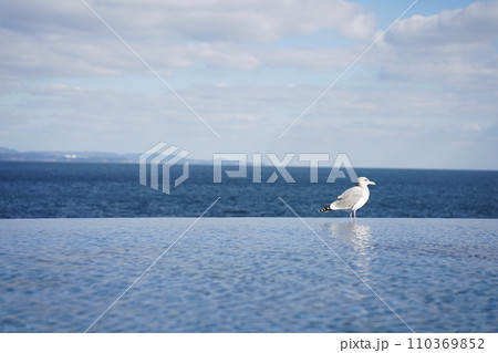 海に浮かぶカモメ 海に浮かぶカモメ 110369852