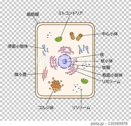 細胞の構造、シンプル、名称あり 110369976