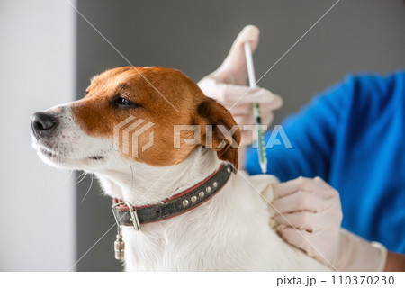 Purebred Jack Russell Terrier breed puppy injecting Purebred Jack Russell Terrier breed puppy injecting 110370230