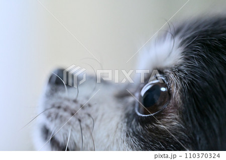 可愛いチワワの横顔のアップ 110370324