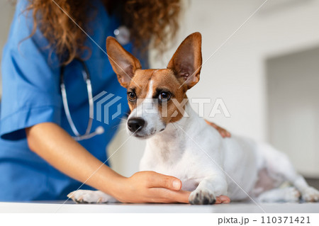 Calm dog being examined by a vet in a clinic Calm dog being examined by a vet in a clinic 110371421