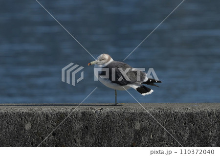 カモメ 110372040
