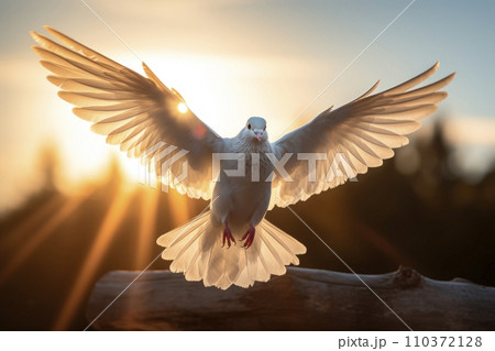 White dove flying on sky in beautiful sunset...のイラスト素材 [110372128] - PIXTA