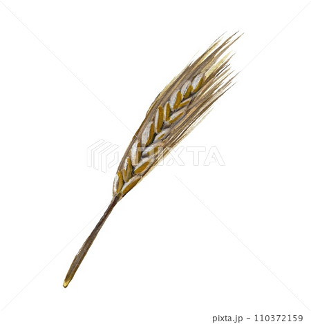 Corn grass gold hand drawn watercolor sketch 110372159