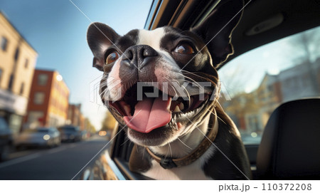 Cute dog looking out of car window 110372208