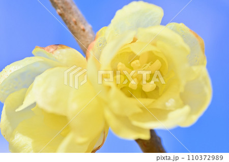 爽やかな冬空と美しいロウバイの花　クローズアップ 110372989