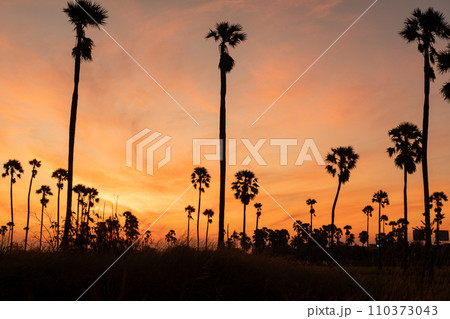 Sunrise landscape with sugar palm trees on the paddy field in morning. Sunrise landscape with sugar palm trees on the paddy field in morning. 110373043