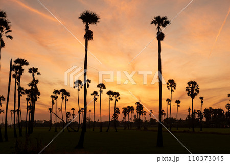 Sunrise landscape with sugar palm trees on the paddy field in morning. Sunrise landscape with sugar palm trees on the paddy field in morning. 110373045