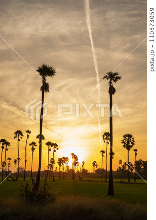 Sunrise landscape with sugar palm trees on the paddy field in morning. 110373059